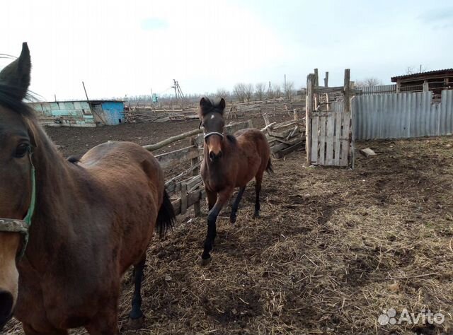 Лошадь и жеребёнок купить на Зозу.ру - фотография № 3