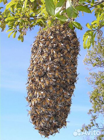 Продам пойманых пчел купить на Зозу.ру - фотография № 2