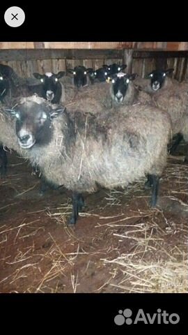 Чистопородные овцы романовской породы купить на Зозу.ру - фотография № 1