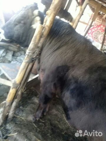 Продаю бычки откормленые 5 бычков цена договарная купить на Зозу.ру - фотография № 9