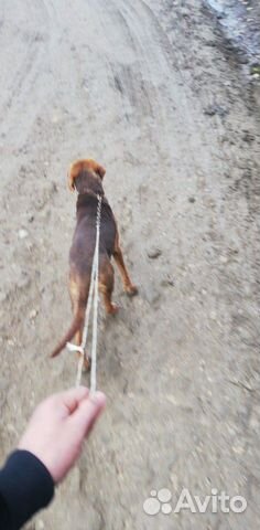 Собака охотничее купить на Зозу.ру - фотография № 5