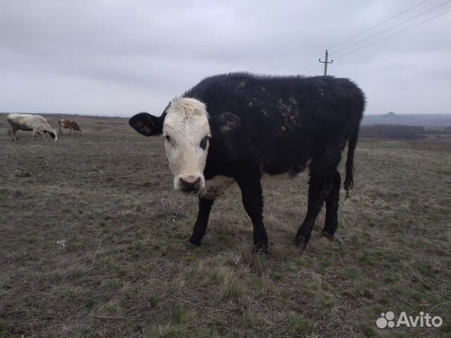 Продаются коровы, телята, звонить по номеру 8-928 купить на Зозу.ру - фотография № 8