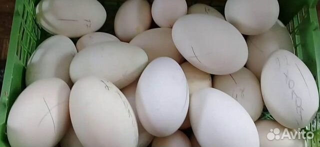 Инкубационные гусиные яйца купить на Зозу.ру - фотография № 1