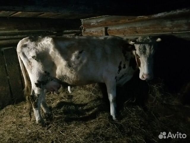 Продам корову с телёнком купить на Зозу.ру - фотография № 4