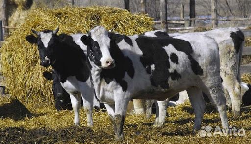 Коровы голштинской породы купить на Зозу.ру - фотография № 1