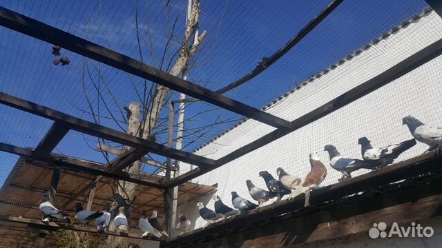 Бойные таджикские голуби купить на Зозу.ру - фотография № 4