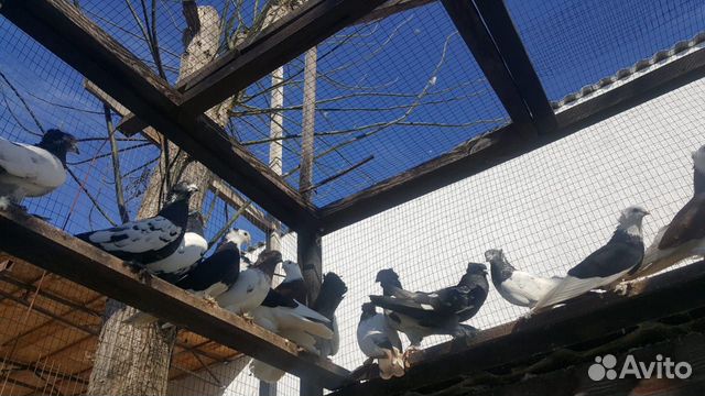 Бойные таджикские голуби купить на Зозу.ру - фотография № 8