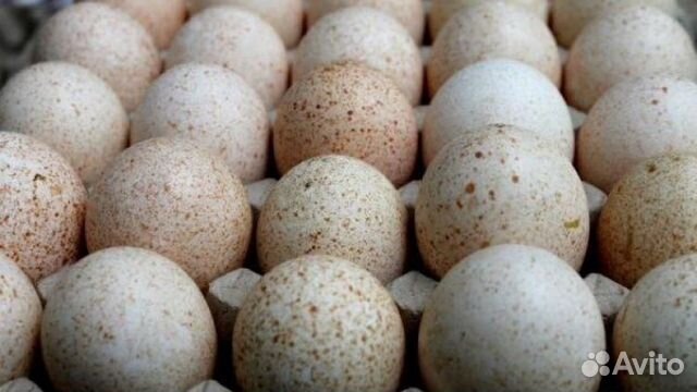 Индюшиные яйца купить на Зозу.ру - фотография № 1