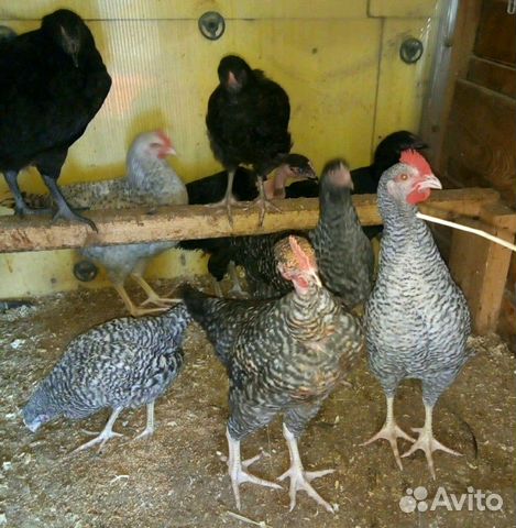 Цыплята 3,5месяца купить на Зозу.ру - фотография № 5
