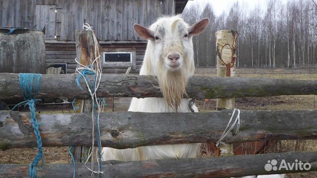 Обменяю козла на козу купить на Зозу.ру - фотография № 1