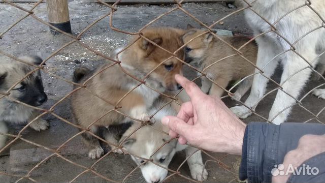 Продажа Лаек В Чите