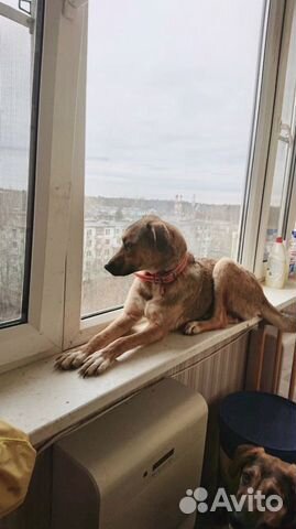 Собака Альма 8 мес ищет дом купить на Зозу.ру - фотография № 2