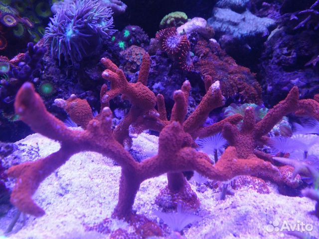 Кораллы морской аквариум купить на Зозу.ру - фотография № 8