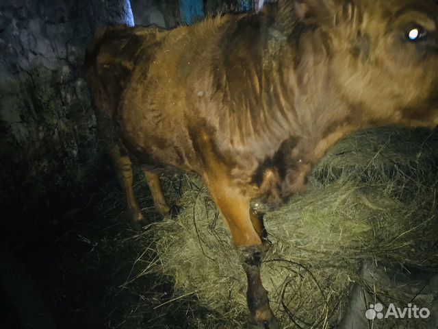 Бык 1 год 1 мес купить на Зозу.ру - фотография № 2