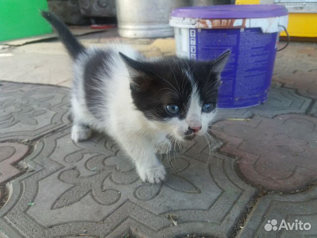Кошечка 1,5 месяца купить на Зозу.ру - фотография № 2