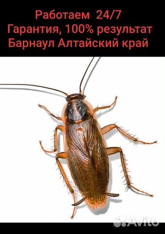 Супер Аверфос от Клопов,Тараканов,Блох,Муравьёв Супер Аверфос от Клопов,Тараканов,Блох,Муравьёв