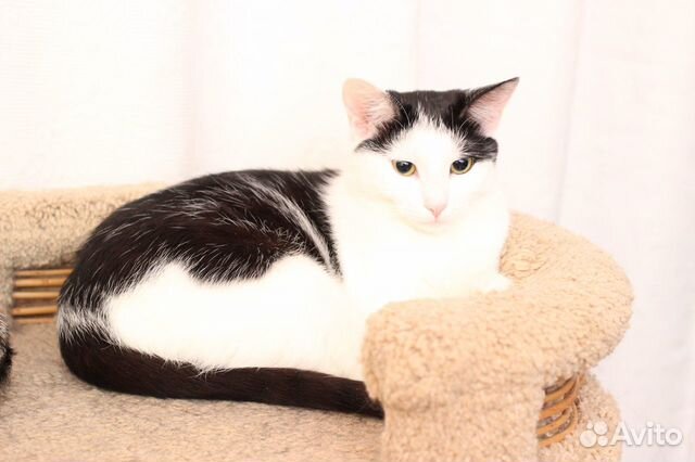 Кошечка Данная Кошечка Данная