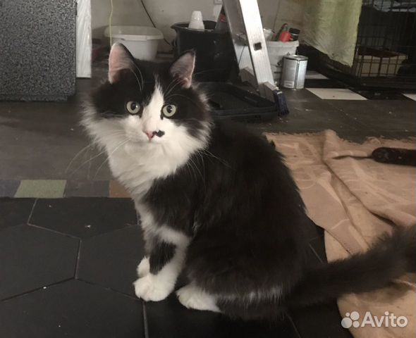 Котик