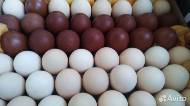 Инкубационное яйцо марана купить