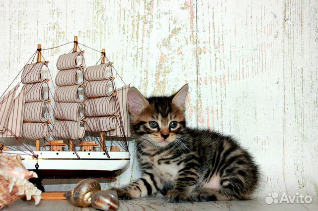 Элитные котята Курильского бобтейла Элитные котята Курильского бобтейла