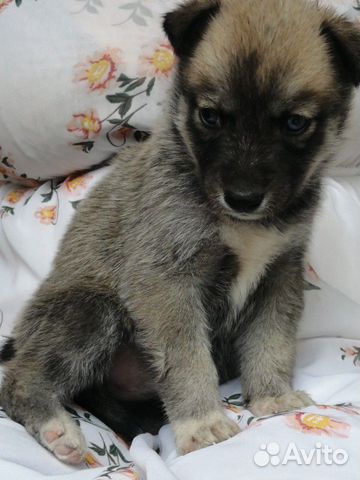 Сибирский хаски метис