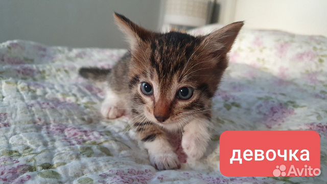 Котенок в добрые руки