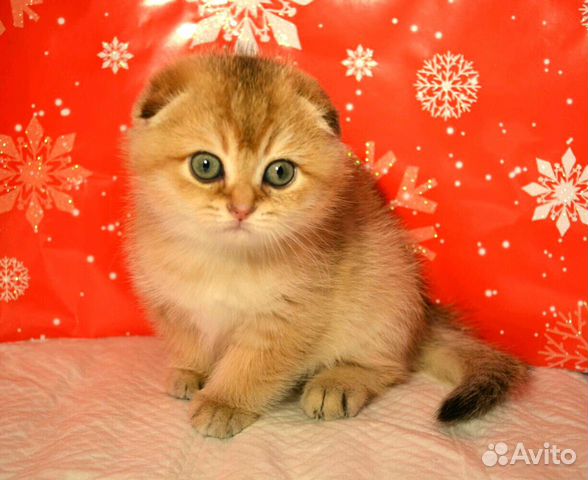 Котята Шотландцы, Фолд иСтрайт, Золотые Шиншиллы