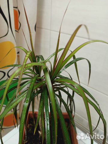 Драцена Драцена