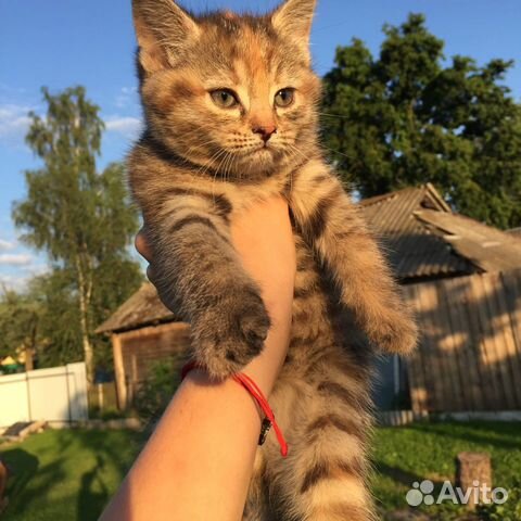 Котёнка в добрые руки (девочка)