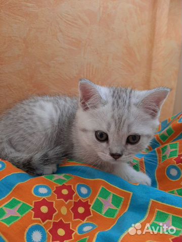 Шотландские котята Шотландские котята