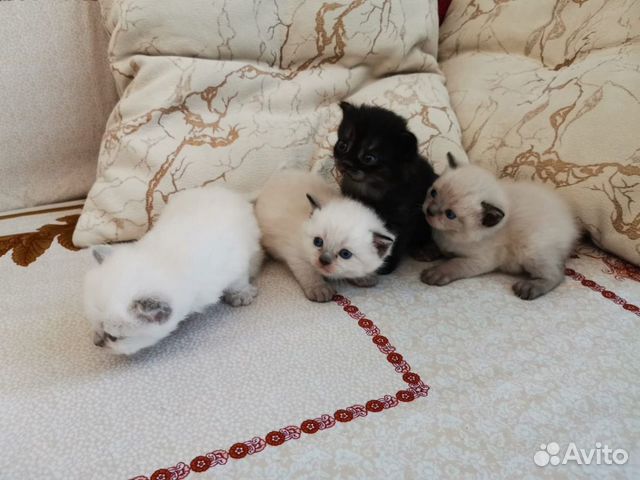 Котята скоттиш страйт Котята скоттиш страйт