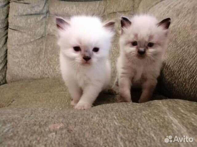 Невская маскарадная