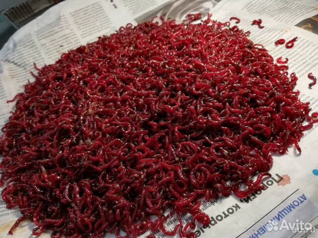 Мотыль крупный Мотыль крупный