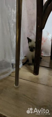 Кошка Кошка