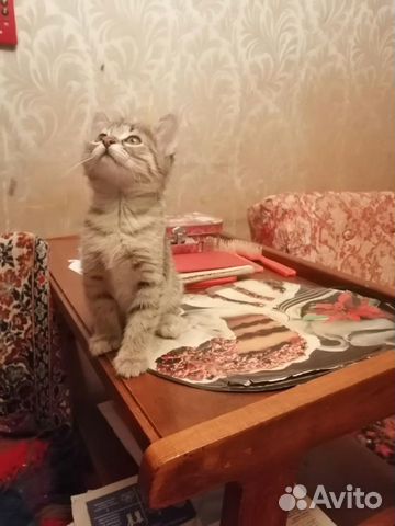 Котята бесплатно Котята бесплатно