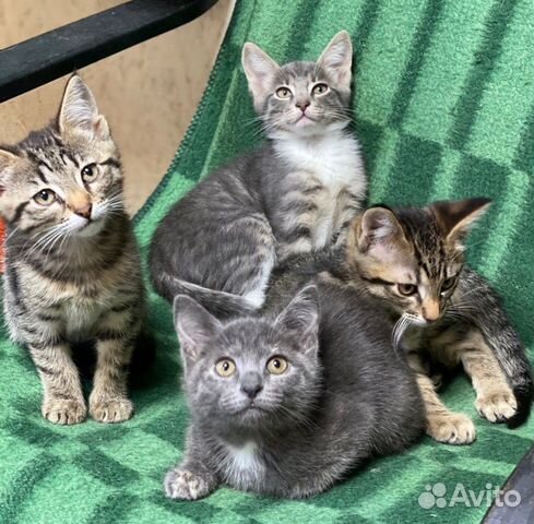 Отдам котят Отдам котят