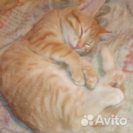 Милочка ищет дом