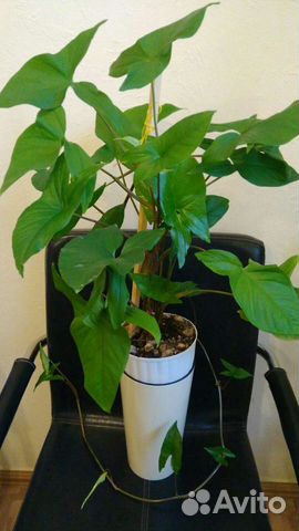 Сингониум эпипремнум филодендрон