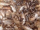 Кормовые тараканы мраморные и кубинские