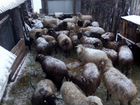 Овцы, бараны, ярки объявление продам