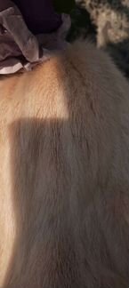 Шапка норковая