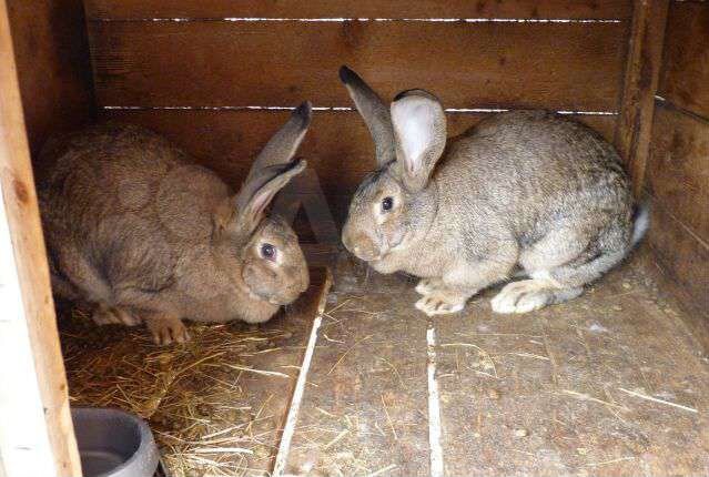 Купить кроликов белгородская. Кролики мясных пород. Забой кроликов кролики великаны. Город Белгород кролик. Авито Пензенская область кролики.