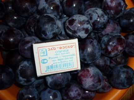 Саженцы сливы