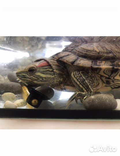 Красноухая черепаха