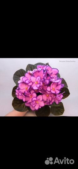 Фиалки сортовые