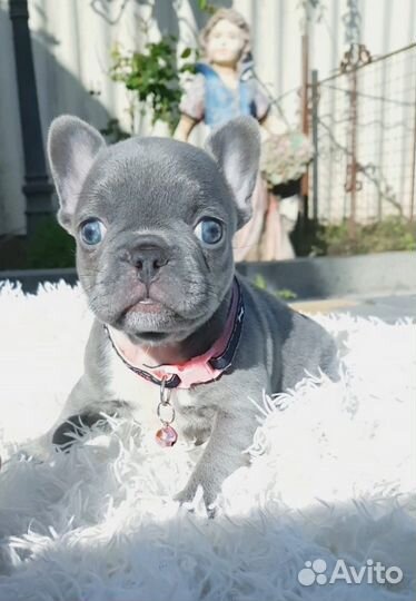 Французский бульдог лиловая девочка