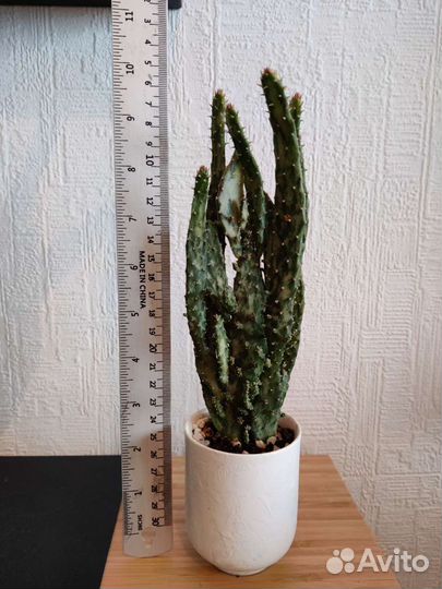 Кактус опунция