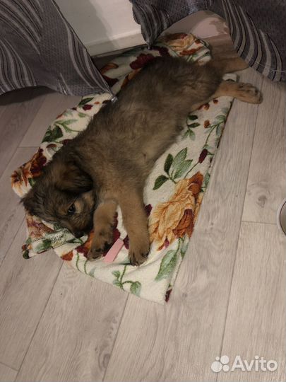 Отдам бесплатно в добрые руки