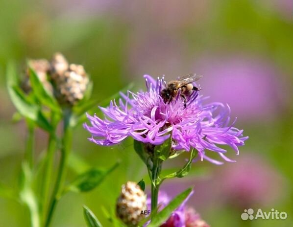 Мед 24 года натуральный опт