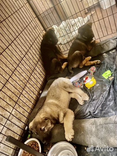 Крохи в дар